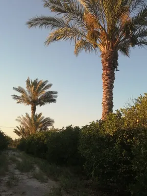 نخل واشنطونيا زينه ومثمر