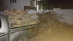 حطب للتنور بمناسبات العيد الاضحى