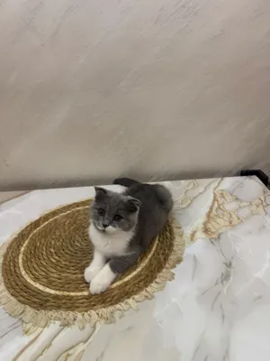 قطط سكوتش فولد ذكر وأنثى