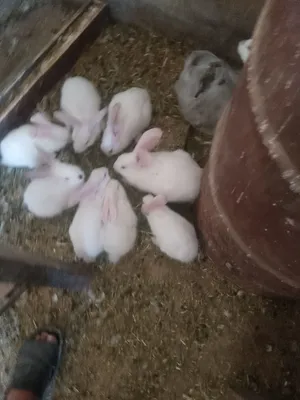 ارانب للبيع بأحجام متنوعة