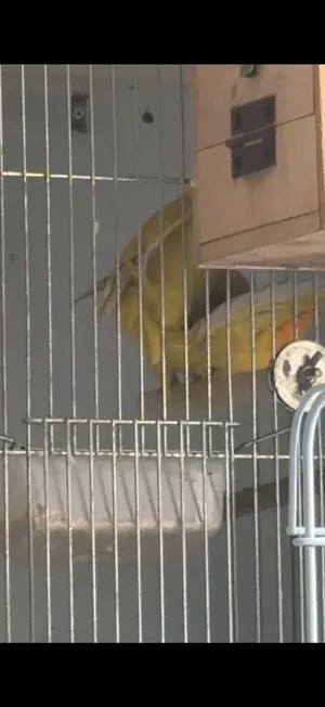 لوف بيرد