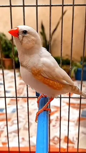 مطلوب فناجس عاديه فقط عاديه