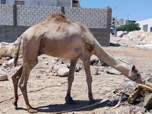 بسم الله ماشاء الله