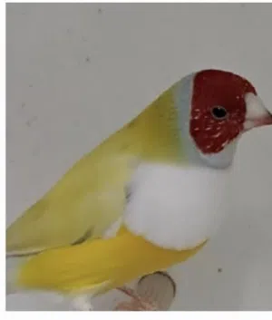 عصافير للبيع