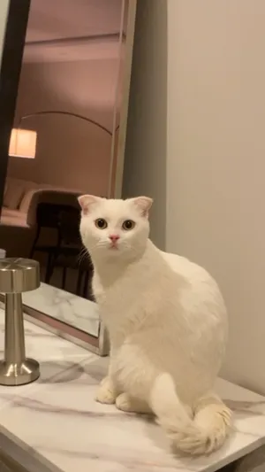 قطة سكوتش للبيع