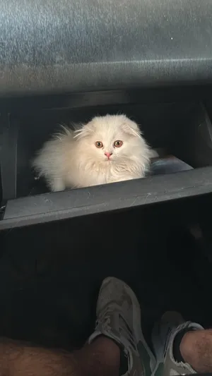 White Scottish Fold with drooping ears for sale (Scottish Fold/Shirazi)