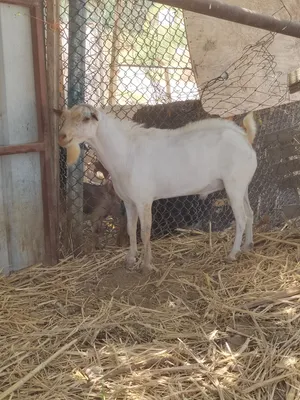 للبيع تيس صلالي