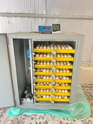 للبيع فقاسه