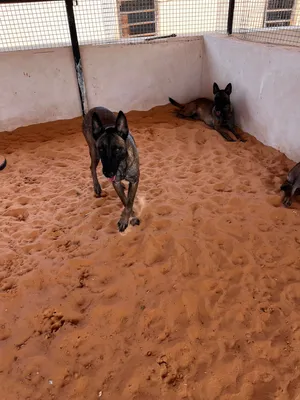 3 إناث من نوع مالينوا