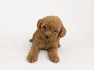 Mini toy poodle ,koran poodle