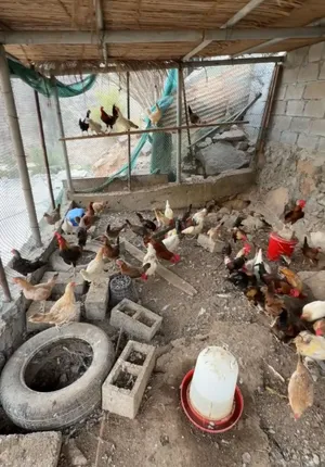 دياي عربي بياض