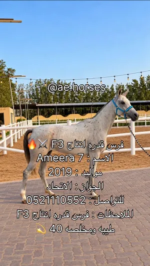 فرس قدره انتاج F3