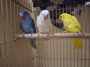 Indian Ringneck yellow white blue
