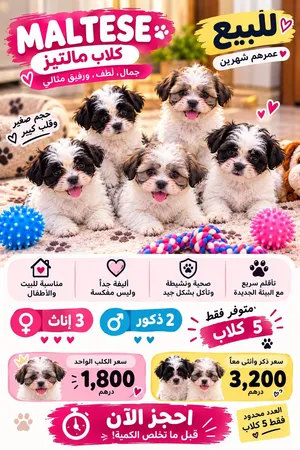 جراوي مالتيز كيوت  Adorable Maltese Puppies