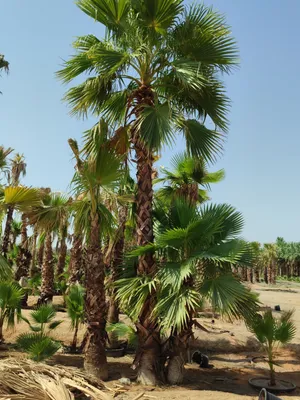 Washingtonia Palm نخلة واشنطونيا Pakistani, Egypt, Spain  All Sizes Available