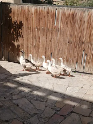 خمسه وزات وامهم السادسه للبيع اولاد الوزه بحجم امهم