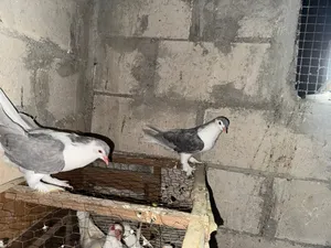 حمام للبيع او للبدل على حمام
