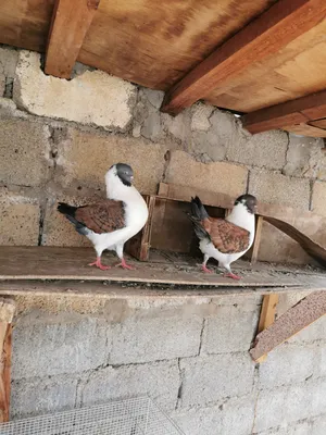 للبيع حمام مدينه  ذكور. او للبدل بزوج مدينه