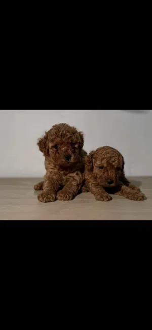 جراوي توي بودل Top Toy Poodle Puppies