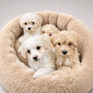 Trained Maltipoo Puppies - 4500AED جراء مالتيبو مدرّبة (Maltese x Poodle)
