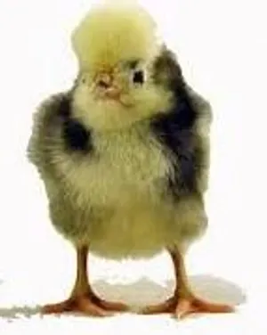 Exotic Breeds Chicken