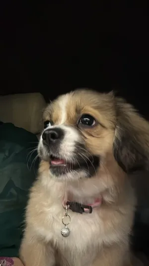 � للبيع For Sale – Shih Tzu Dog �