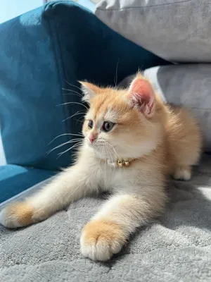 Cats britsh short hair