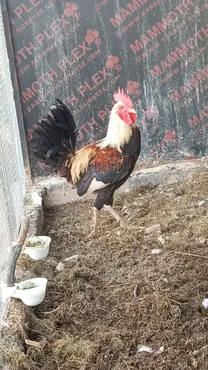 ديج دندراوي عمر 7 اشهر الوصف