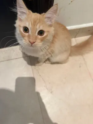 Twins male for adoption