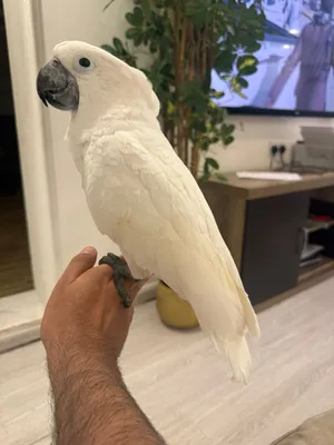 للبيع كوكاتو أمبريلا أبيض – Umbrella Cockatoo