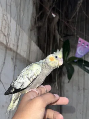 عصفور كوكتيل