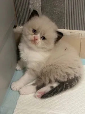 ragdoll pure