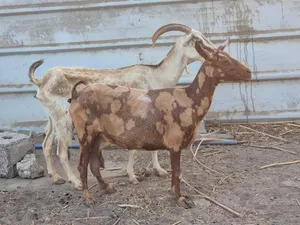 شاتين صلاليات