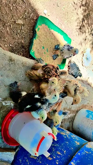 صيصان براهما سوبر جامبو