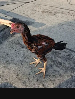 للبيع فرخ باكستاني عمره تقريبا 6 اشهر وداخل في سابع وهادي صوره قديمه