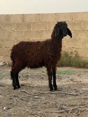 حمله كشميريه