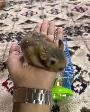 للبيع هامستر سوري أنثى مع ملحقاتها للبيع هامستر سوري أنثى مع ملحقاتها