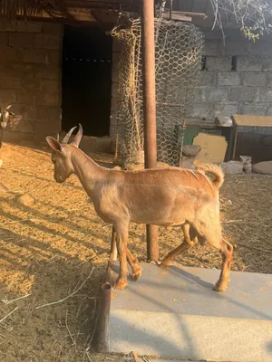 للبيع تيس صلالي