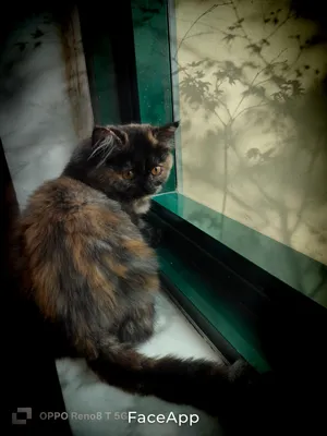 Tortoiseshell persian -Female-5Months