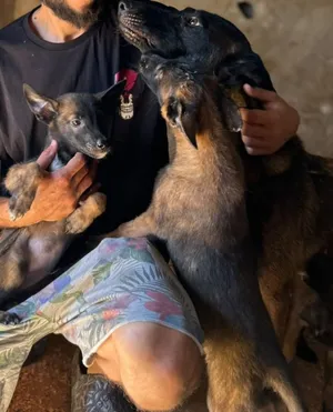 Belgian Malinois