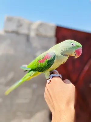 السلام عليكم طير دره نيبالي فحل بعده مخلف بي عشر كلمات وثلاثه ما مفهومات بدايه كلام اقرأ الوصف