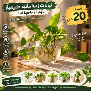 نباتات زينة مائية طبيعية في أوعية زجاجية – 20 د.ل فقط