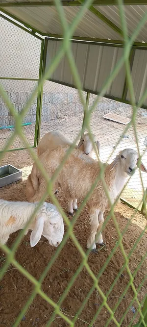 يوجد ذبايح للبيع موقع عسفان