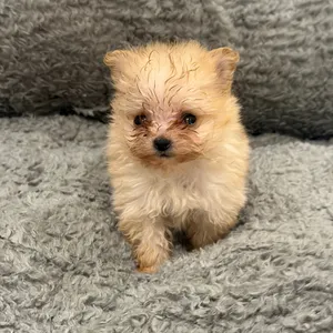 Pomapoo Puppy