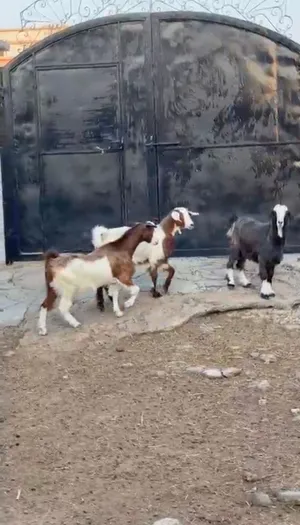 أغنام سعيديات