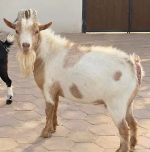 ماعز قزمي، تيس وعنزة للبيع