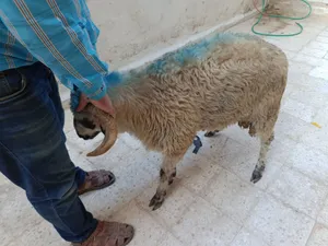 لحام منزلي متنقل لذبح كافة الاضاحي والعقائق والنذور
