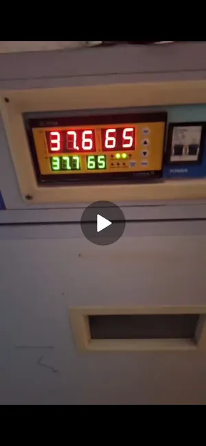 للبيع فقاسه انتاجهم بعينك  الفقاسه إنتاجها 100 بل 100 الحمدلله