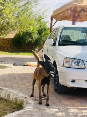 مالينوا بالجيكي دم صافي اب وام اوامر فرنسية شراسة تقطيع
