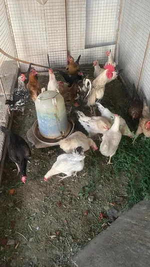 دجاج كبير للبيع